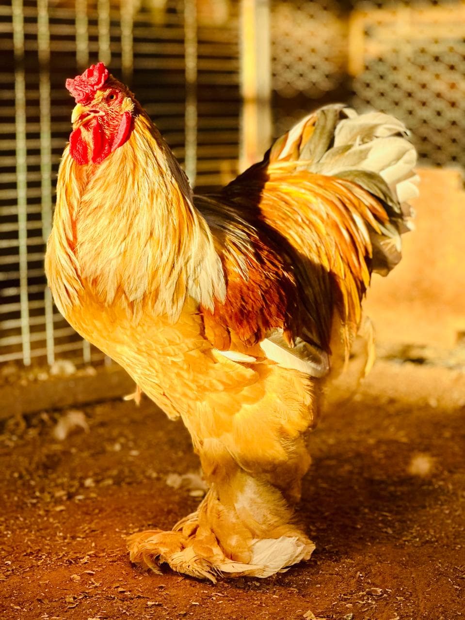 Brahma Lemon Pyle