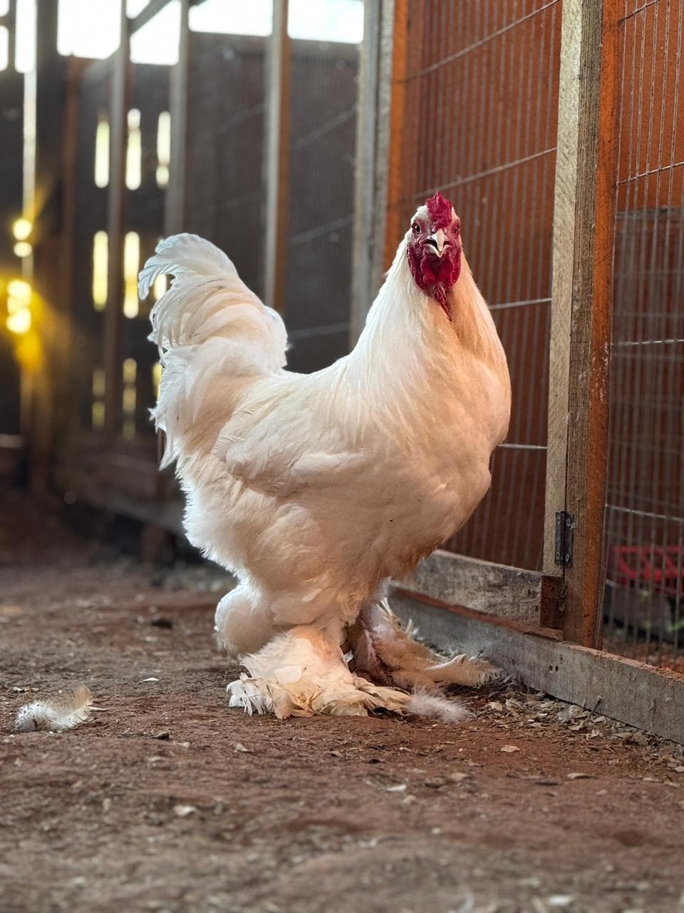 Brahma White