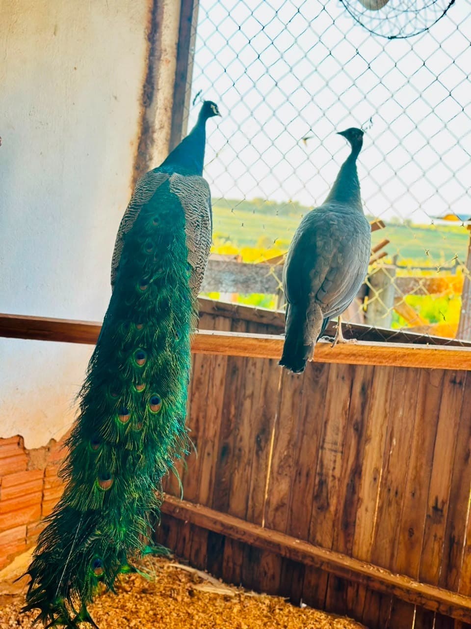 Pavão Azul Indiano